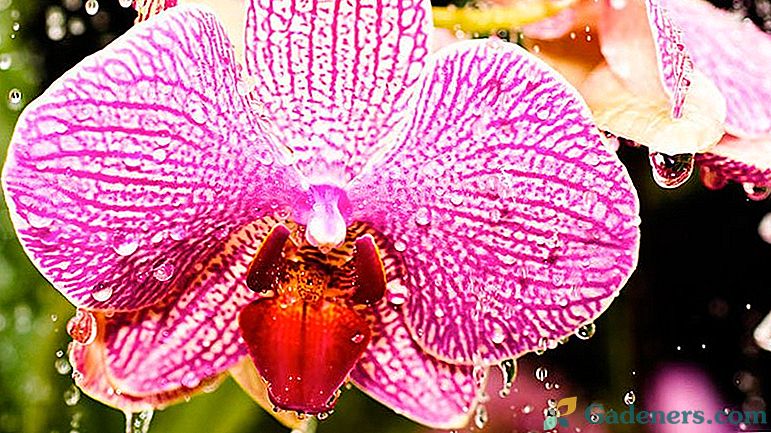 Jak napít orchidej doma?