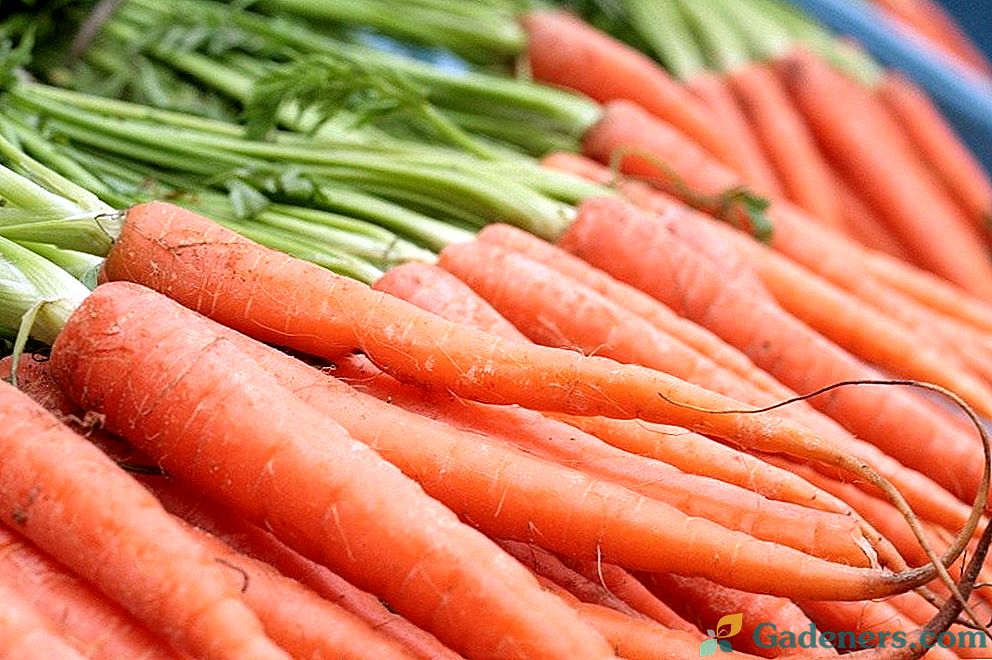 Ako zasiať mrkvu pred zimou?