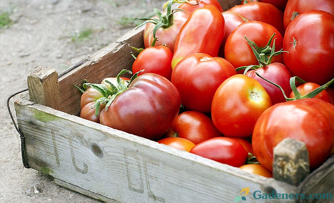 Kā tomātus uzglabāt un uzglabāt?