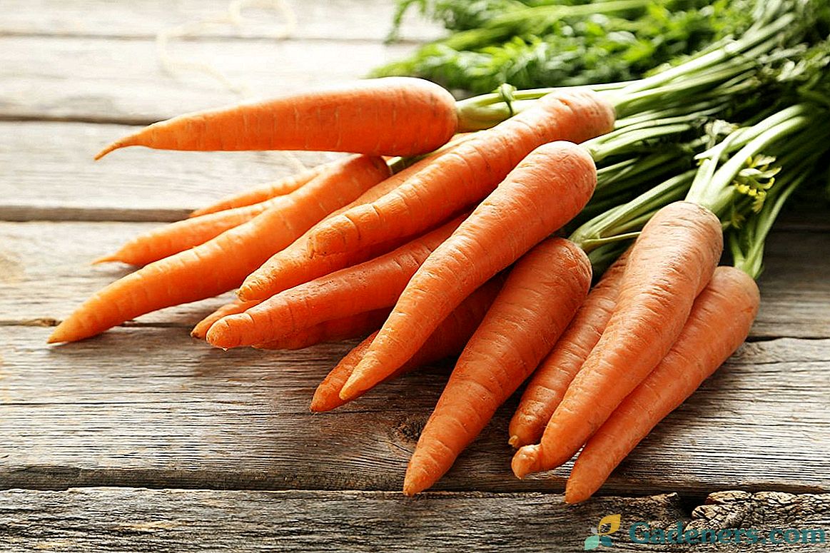 Kaip laikyti morkas?