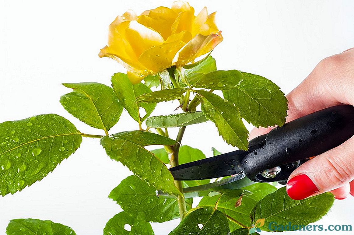 Як правильно обрізати кімнатну троянду?