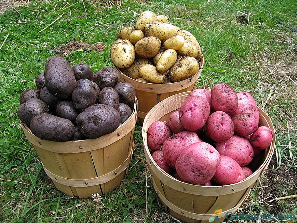 Kaip pasirinkti, paruošti ir laikyti sėklines bulves?