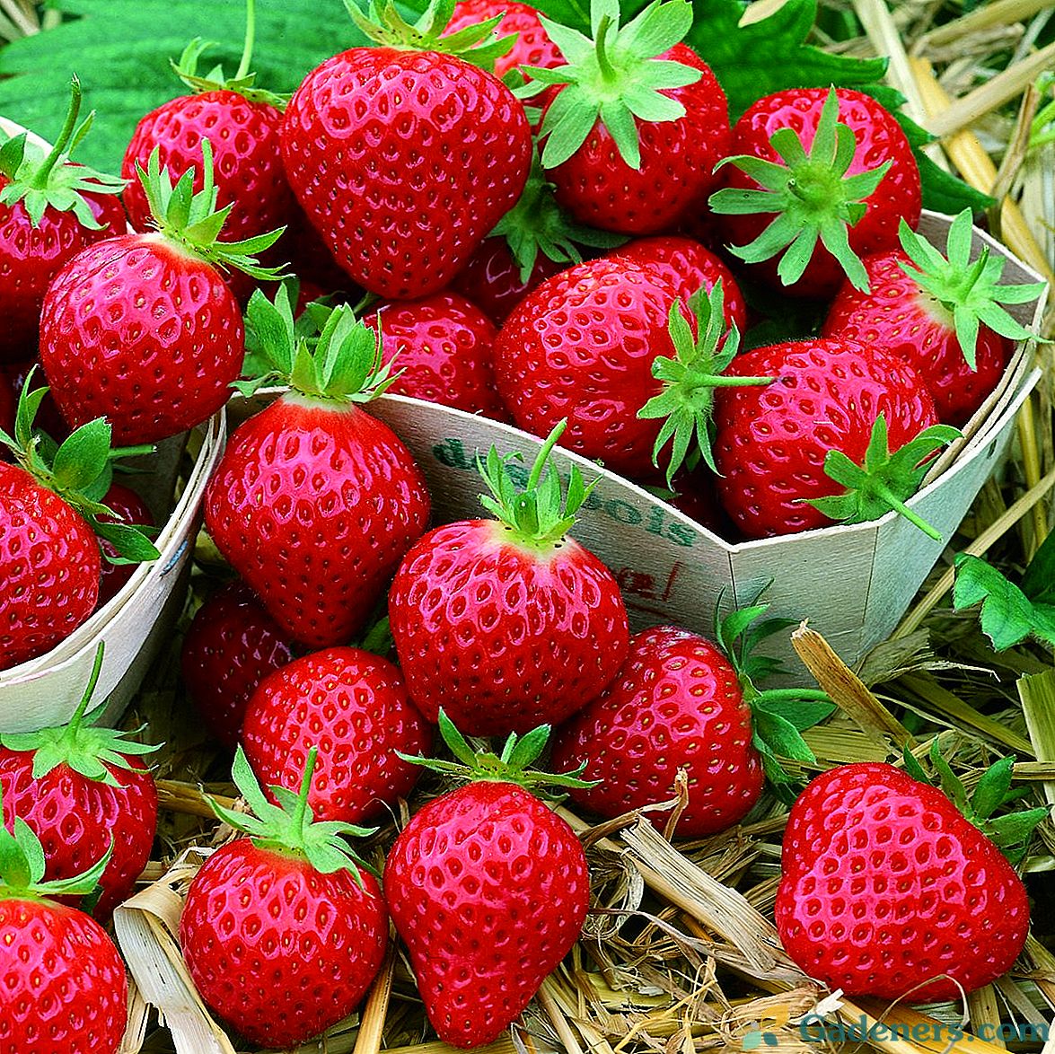 Как да сеят ягоди и грижи за разсад?