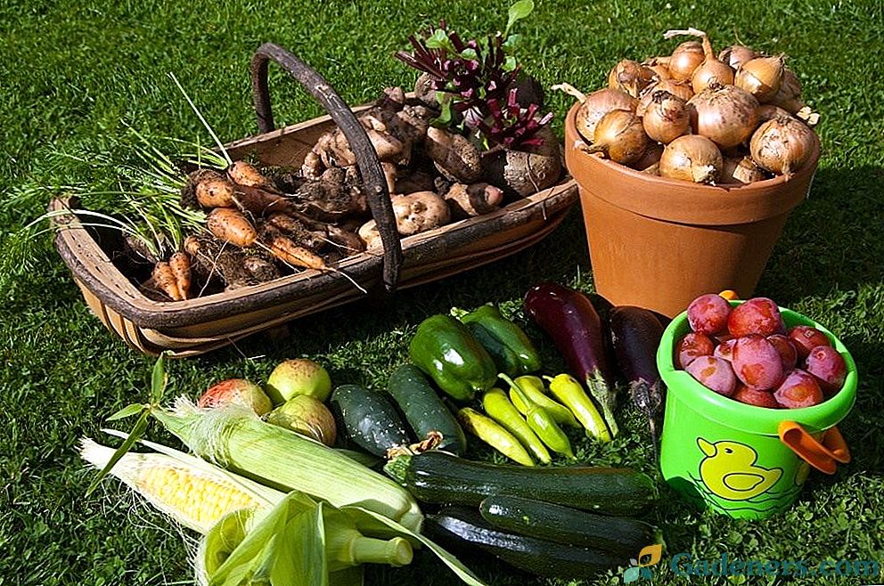 Jak zebrać i zachować plon warzyw