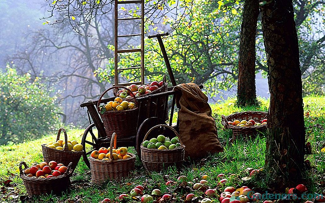 Kaip derliaus nuimti ir išsaugoti obuolių derlių?