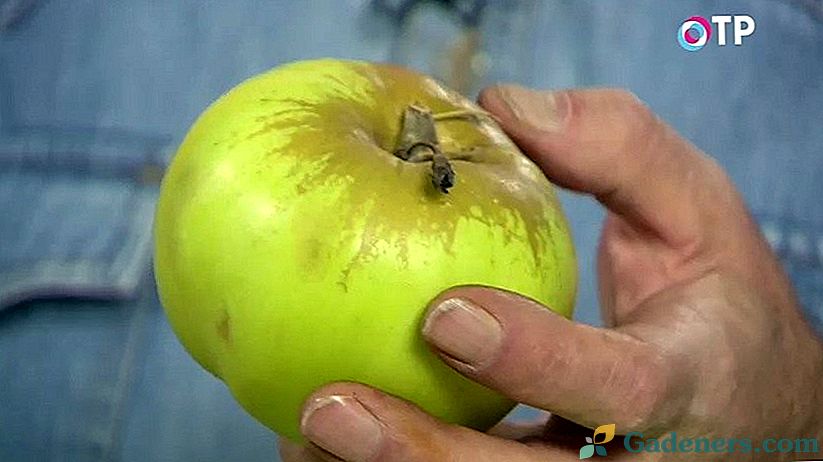 Kako odabrati vrste jabuka za vrt?