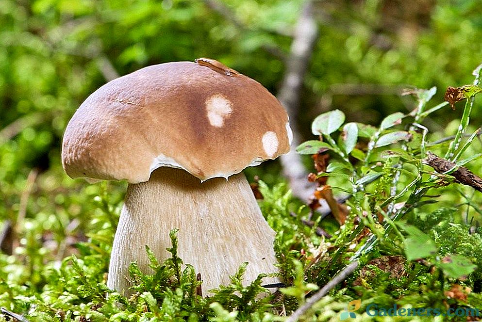 Jak zkusit bílé houby