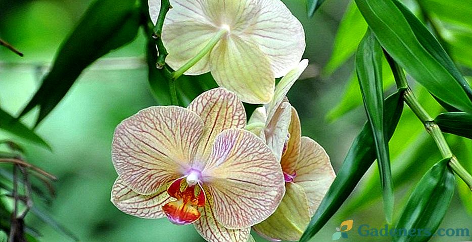 Kako odpraviti trmasto orhidejo