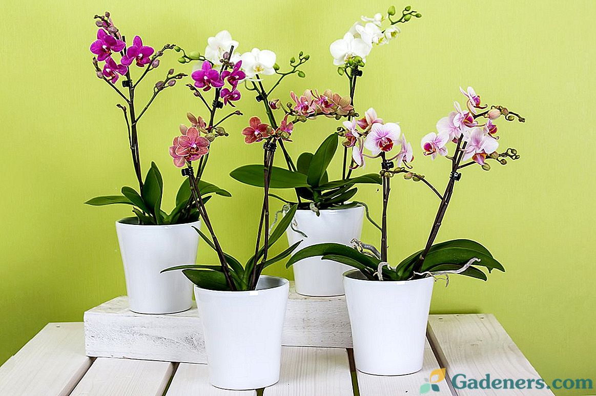 Ako predĺžiť kvitnutie orchideí?