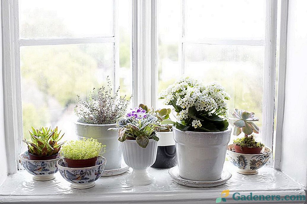 Како поставити више затворених биљака на прозор?