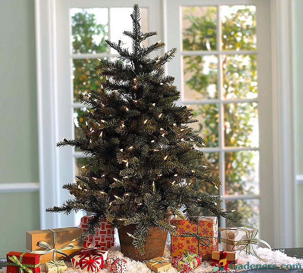 Ako zachrániť vianočný stromček pre záhradu?