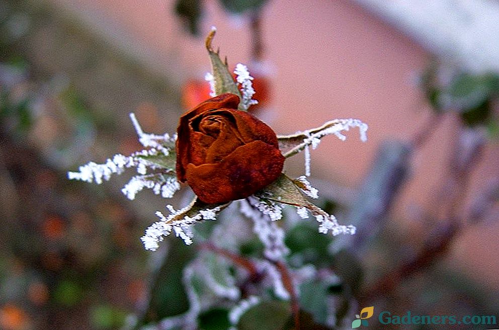 Kā ziemā saglabāt rozes?