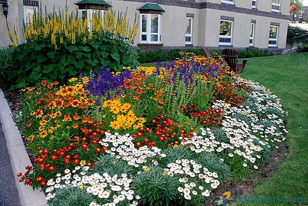 Как да създадете красива и стилна цветна градина. Цветен разтвор