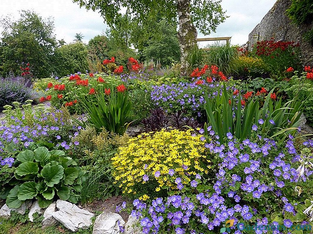 Как да създадете красива и стилна цветна градина. Общи правила