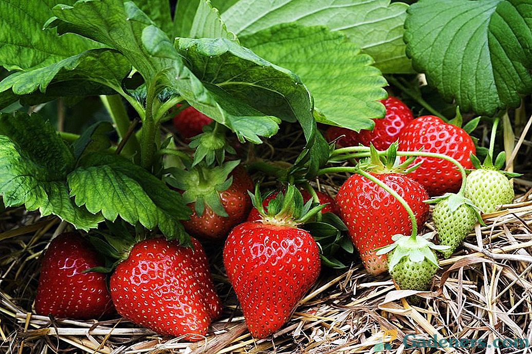 Как да се грижим за ягодите след прибиране на реколтата?