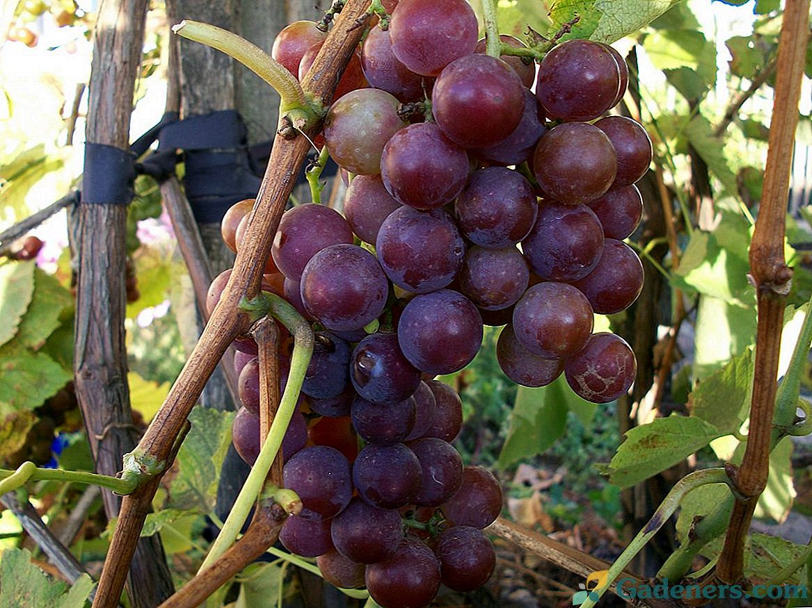 Kako skrbeti za grozdje poleti, da bi dosegli bogato žetev