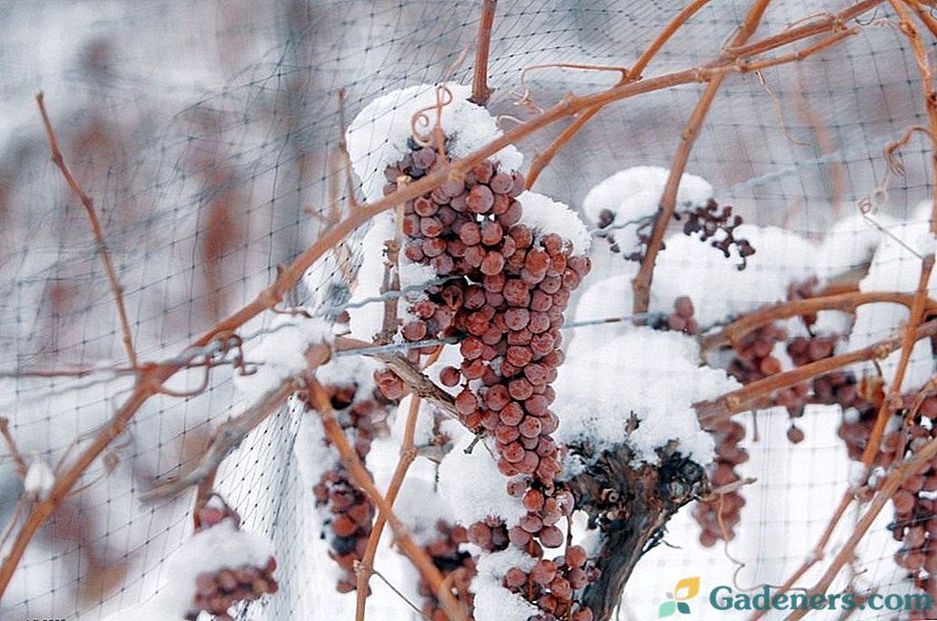 Ako zakryť hrozno na zimu?