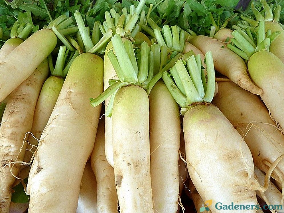 Jak růst daikon. Užitečné a léčebné vlastnosti daikonu