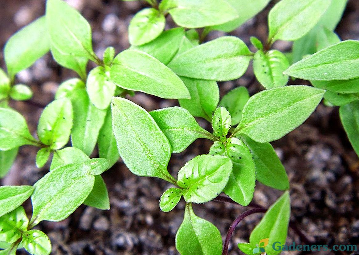 Jak pěstovat nikandru ze semen?