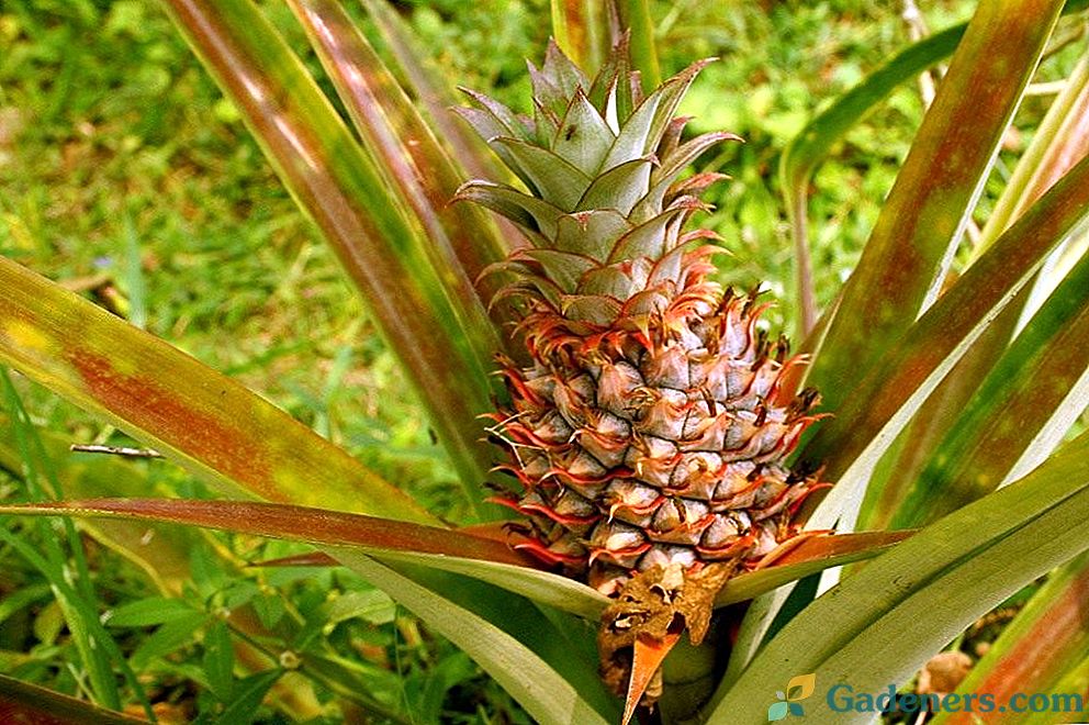 Kako pridelovati ananasa doma?