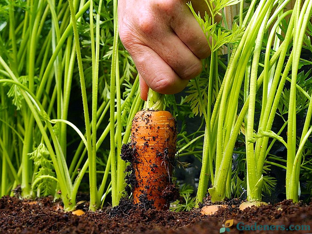 Kaip augti didelės ir mielės morkos?