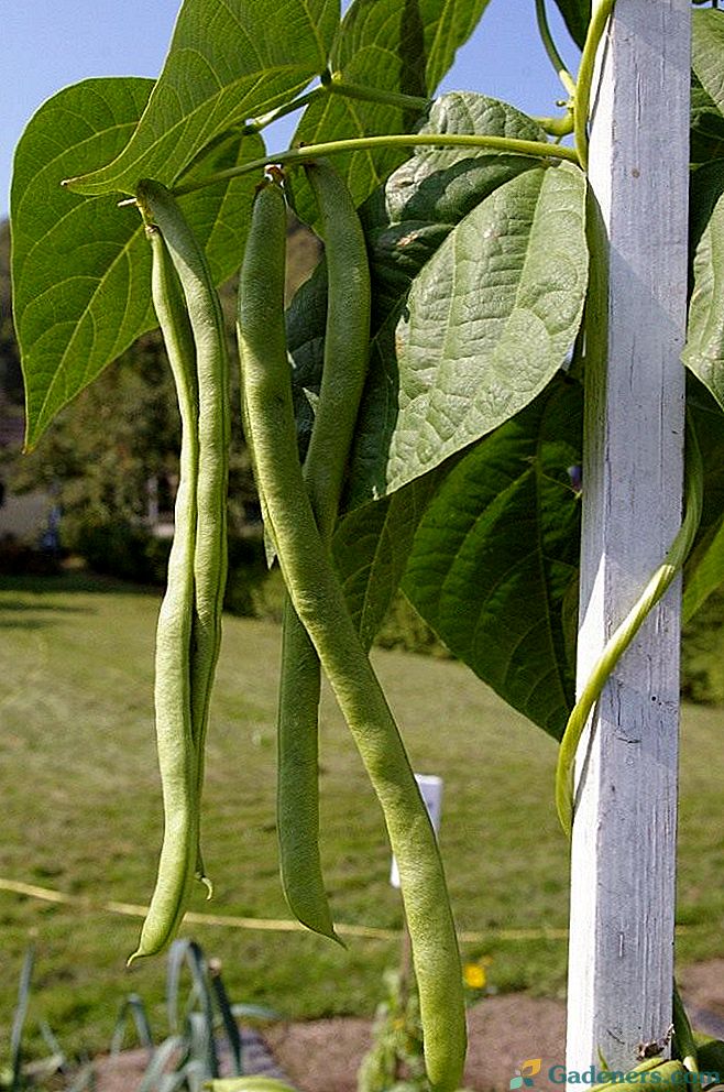Ako pestovať zelené fazuľky?