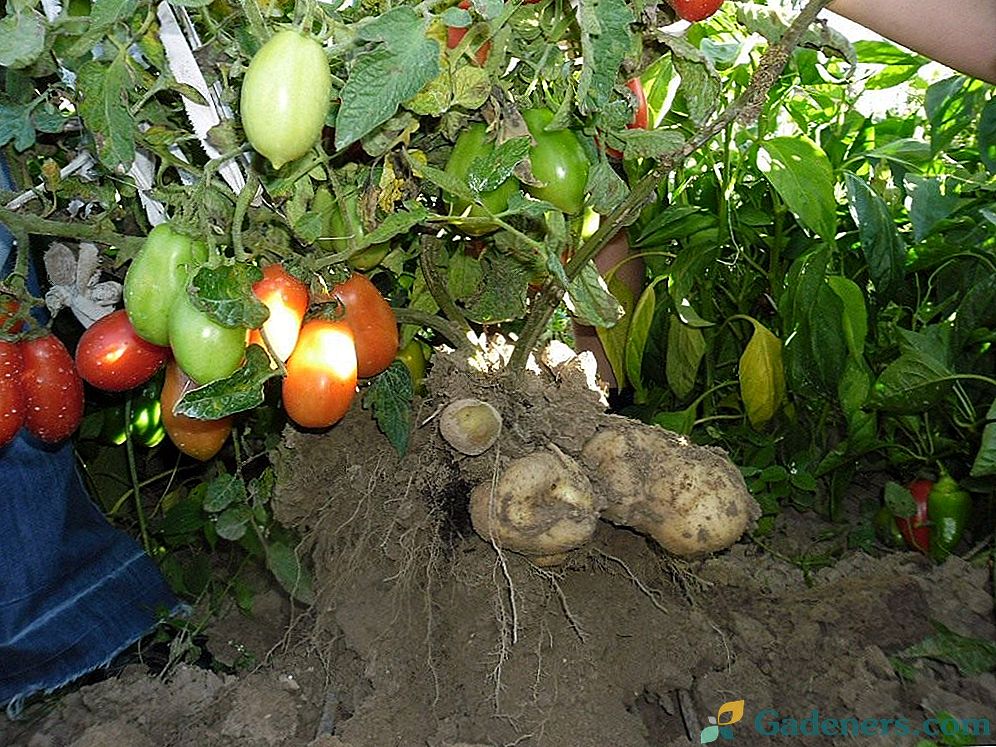 Kā pats augt tomātu kartupeļus?