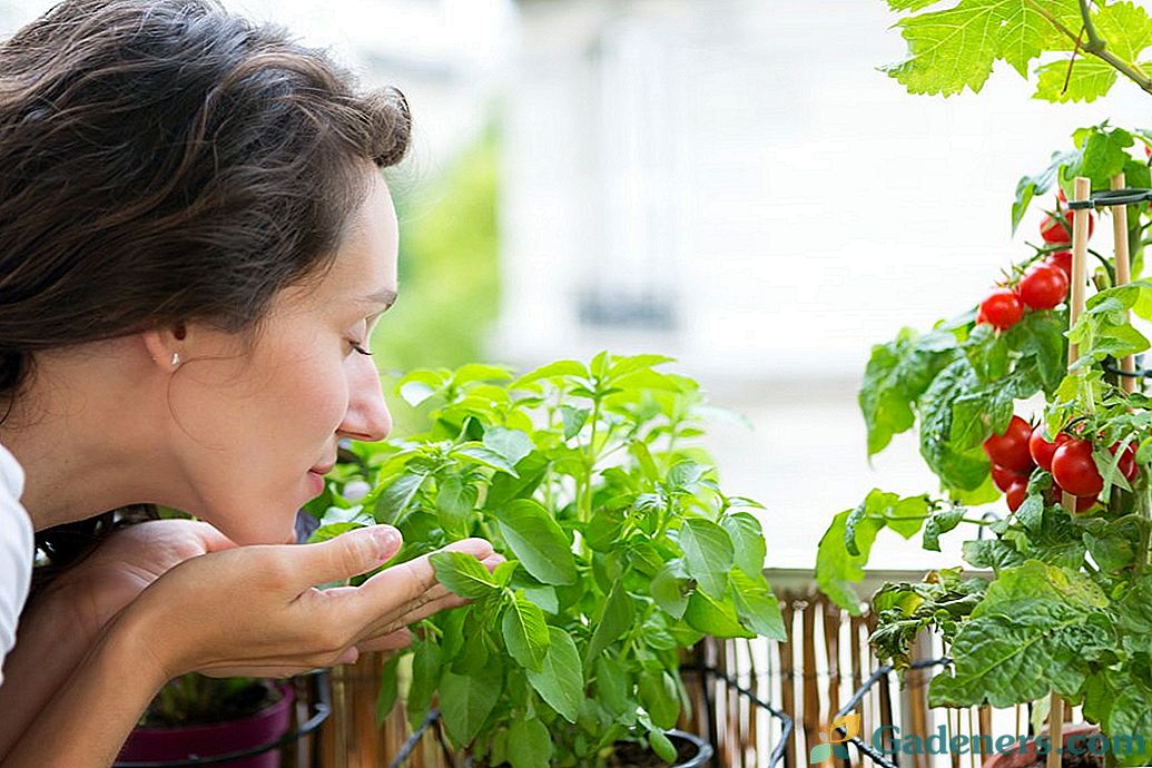 Akú zeleninu možno pestovať na okne a lodžii?