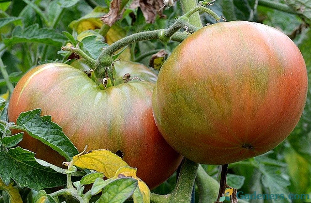 Jakie nasiona pomidorów wybrać?