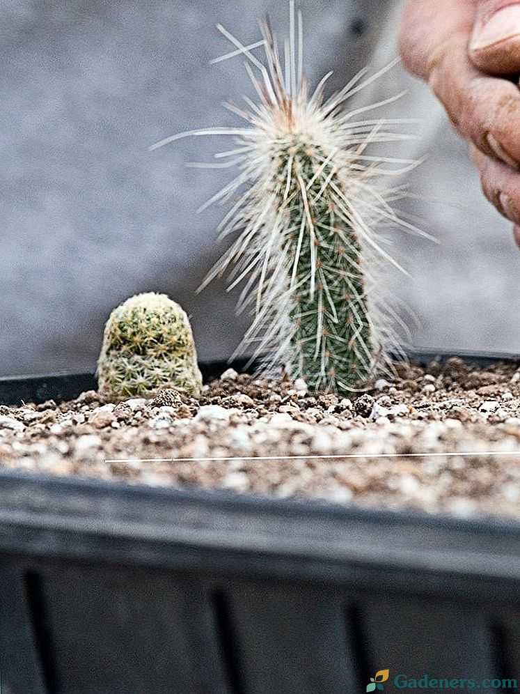 Cactus jest interesującą rośliną