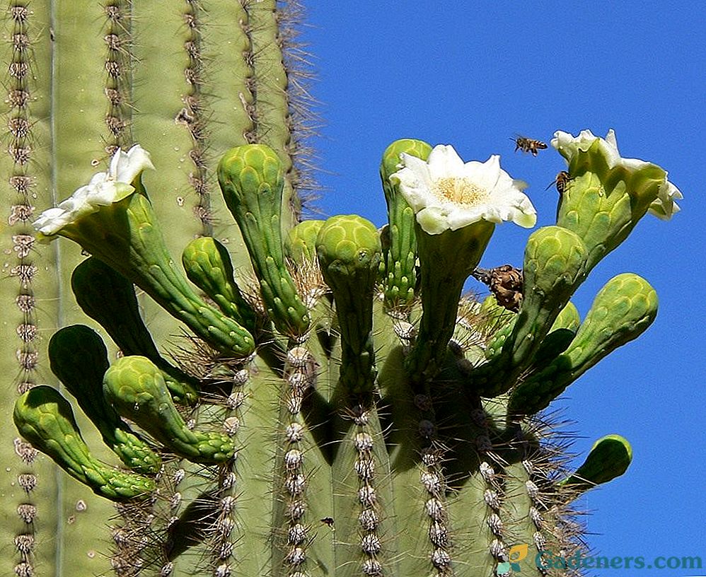 Saguaro kaktus - živý památník pouště.