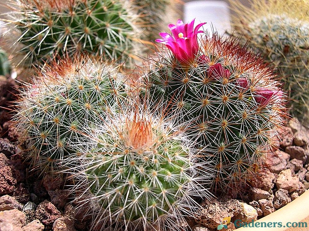 Kaktusi Mammillaria - vrste, domača oskrba