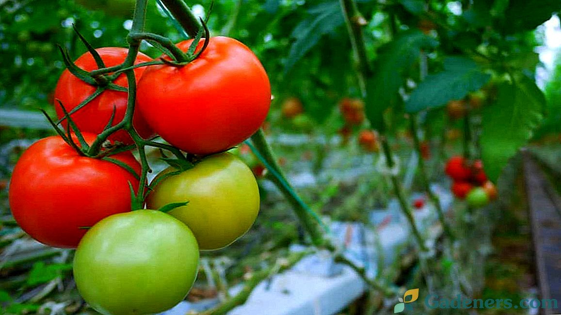 Pomidorų priežiūros kalendorius mėnesiams
