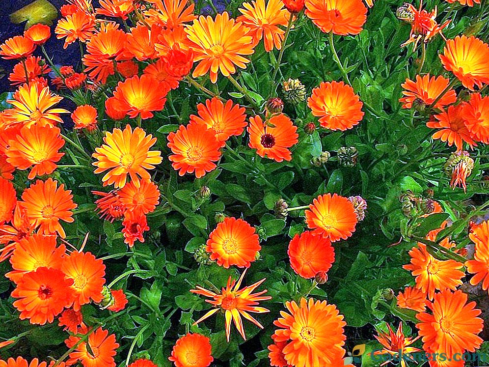 Calendula - cvijet za ljepotu i korištenje!