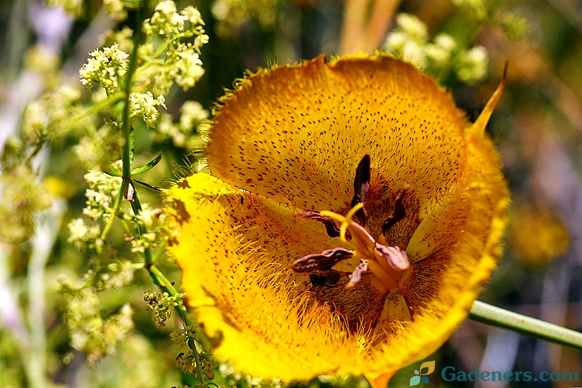 Kalokhortusy - eksotiskas tauriņa lilijas dārzā
