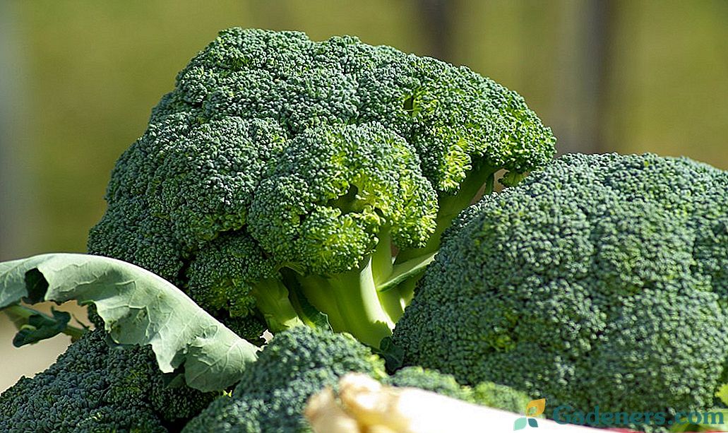 Brokoliai - auginimas ir priežiūra
