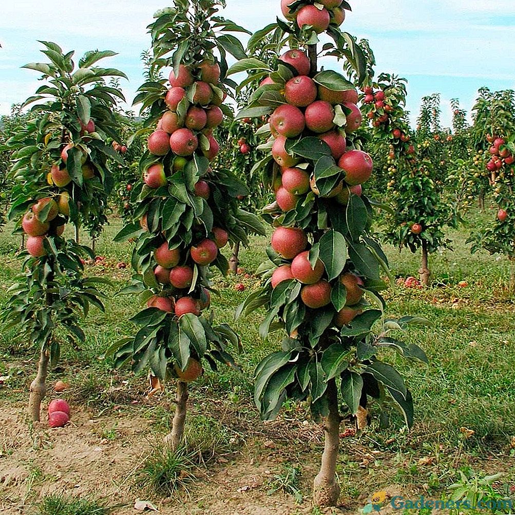 Škrlatna ali stebla jabolk - pot do visokega pridelka