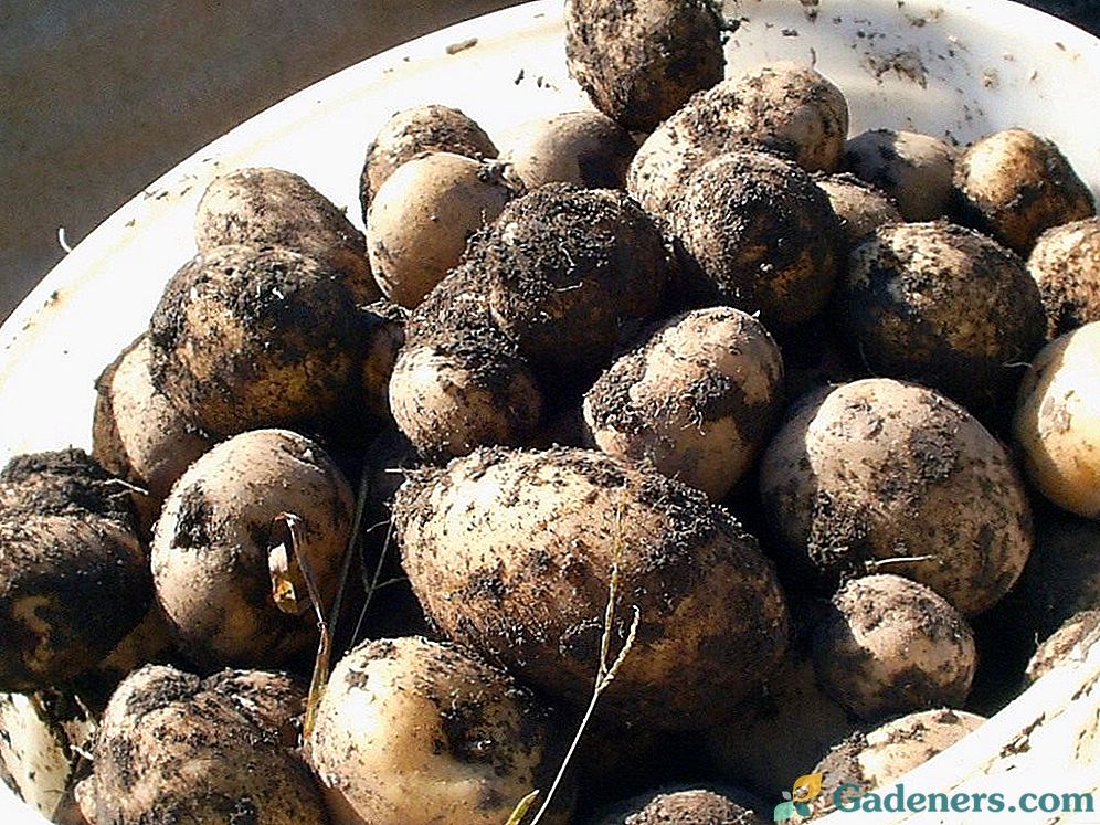 Kartupeļi un rudzi: augsekas