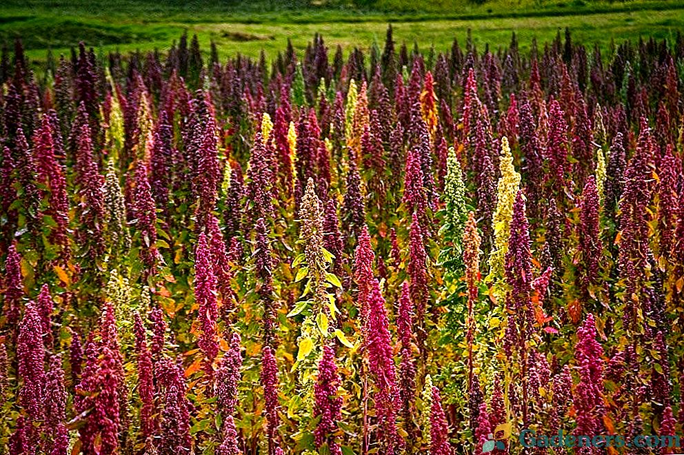 Quinoa - kultura żywienia w Twoim ogrodzie