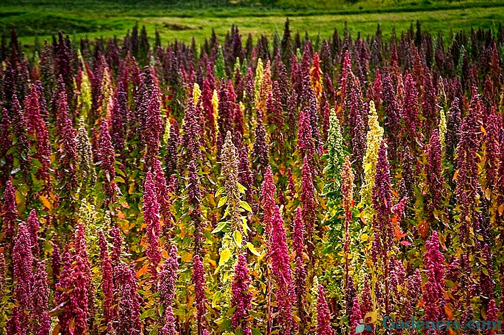 Quinoa - диетична култура във вашата градина