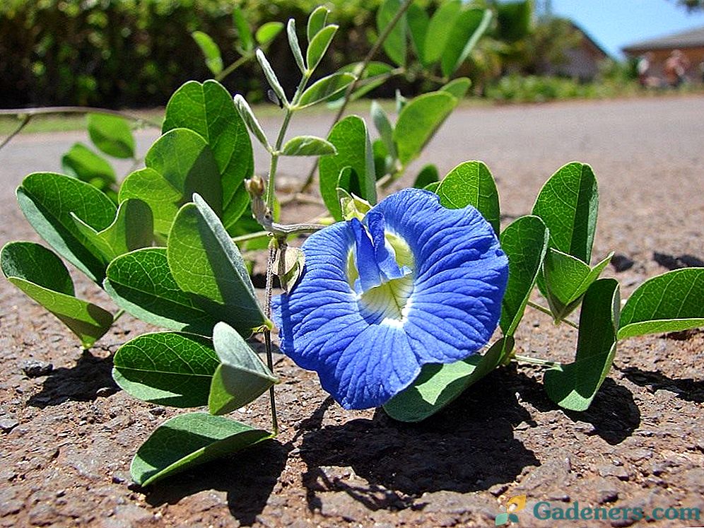 Clitoria - cvetoča in zelo zdravilna rastlina