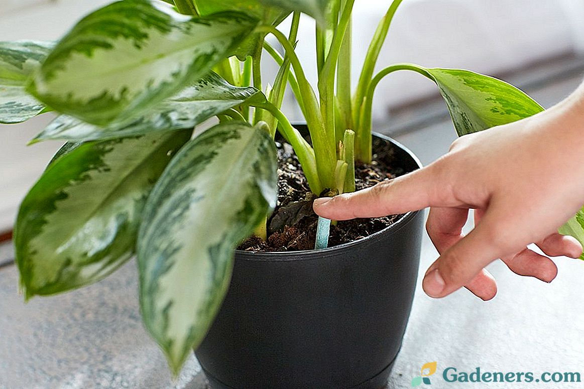 Kada ir kaip maitinti kambarinius augalus?