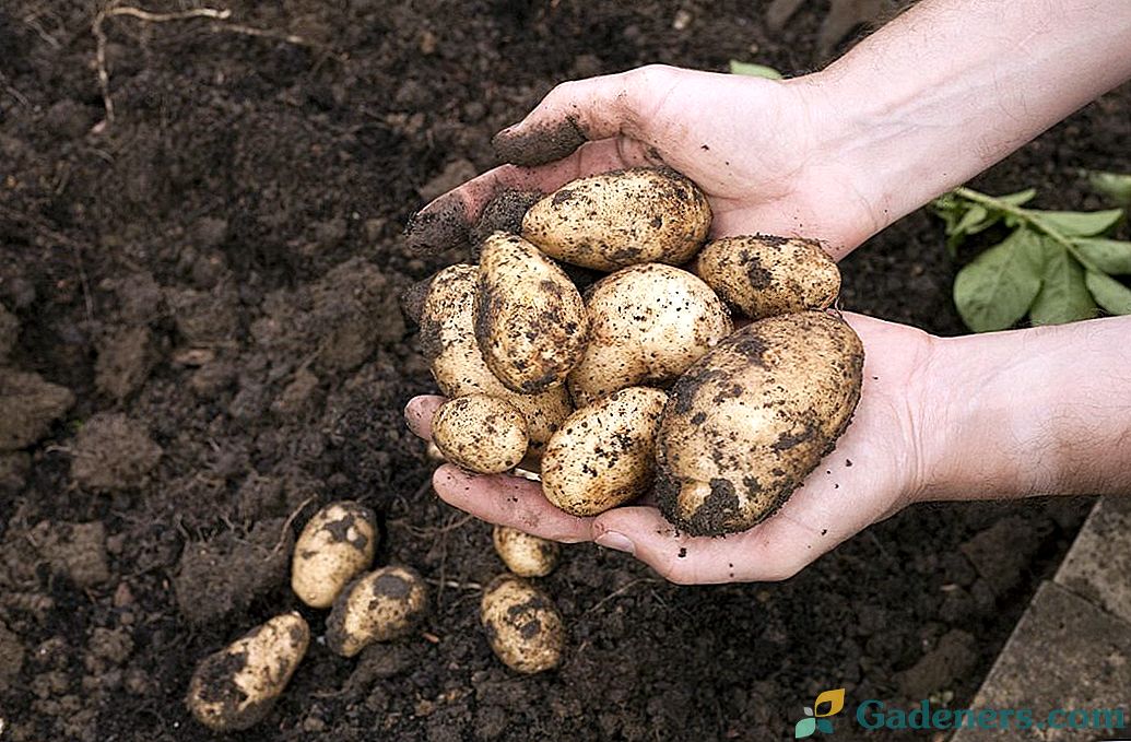 Kdaj in kako kopati krompir?