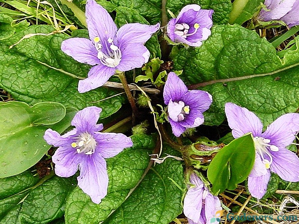 Čarovnica Flower - Mandragora