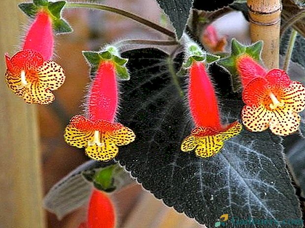 Coleria - puszyste kwiatostany