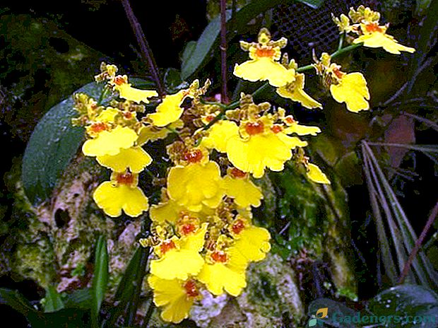 Zbirka prekrasnih orhideja