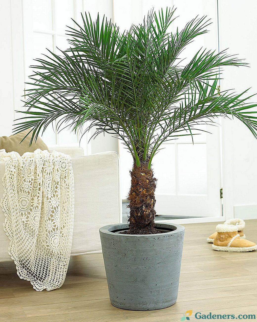 Indoor Date Palm