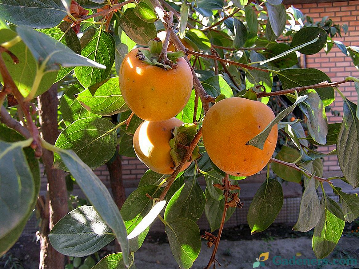 Indoor persimmon - rosnące cechy