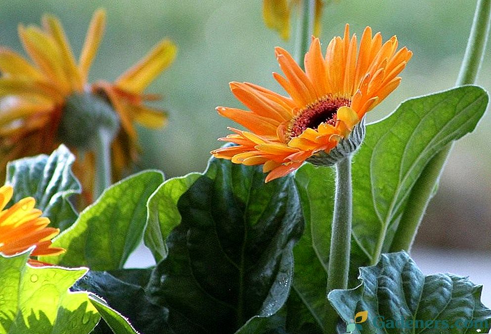 Pokoj gerbery - světlá kytice v hrnci
