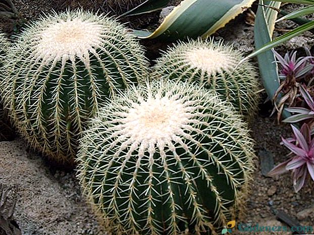 Vnútorné kaktusy